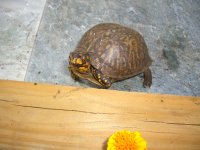 Boxie Dinner 003.jpg