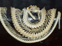 chondro_bones.gif