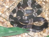 Reptile World 047_600.jpg