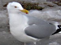 Gull1.jpg