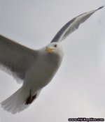 Gull2.jpg