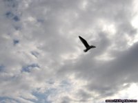Gull3.jpg