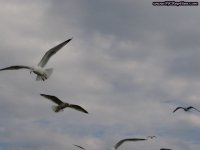Gull4.jpg