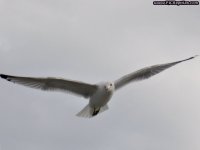 Gull5.jpg