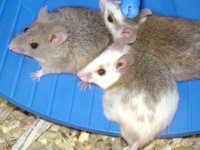ASF rats.JPG