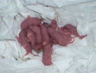 second 2 litters.jpg