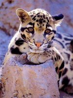 clouded%20leopard%20head.jpg