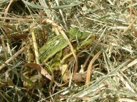 Frog2.jpg