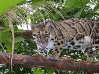 cleopard_thai_703.jpg