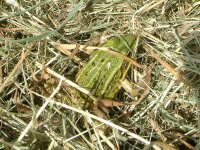 Frog1.jpg