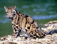 NEOFELISNEBULOSA.gif