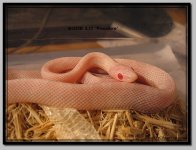 IMG_0017a.jpg