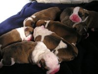 puppies 004.jpg