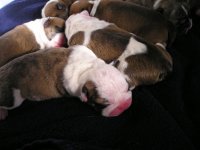 puppies 003.jpg