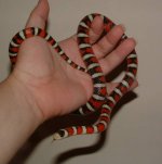 Ditto 06-19-07 b.jpg