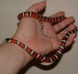 Smiley 06-19-07 a.jpg