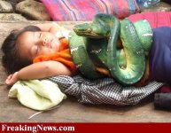 17370snakeattack_w.jpg