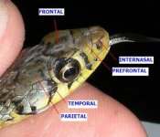 400px-AB045_Scales_on_a_snakes_head.jpg