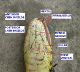 400px-AB047_Scales_on_a_snakes_head.jpg