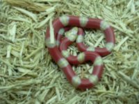 FemANelsonMilk2.JPG