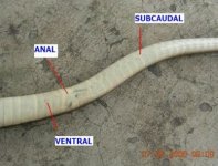 400px-AB048_Scales_on_a_snakes_body.jpg