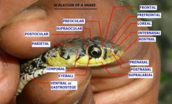 500px-AB044_Scales_on_a_snakes_head.jpg