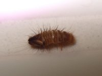 Bugsie.jpg