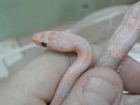 cotton candy shot 1.jpg