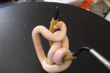 ReptilesArachnids 141.jpg