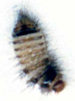 pantry beetle.JPG