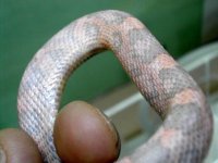 cotton candy shot 2.jpg