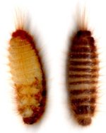pantry beetle 002.JPG