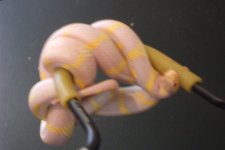 ReptilesArachnids 146.jpg