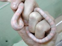 cotton candy shot 3.jpg