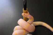 ReptilesArachnids 148.jpg