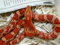 hypo sibling female shot 2.jpg