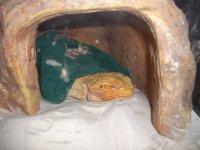 Brumating Isabel 003_800.jpg