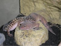gecks.JPG