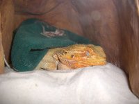 Brumating Isabel 002_800.jpg