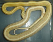 butterstripe0606.jpg
