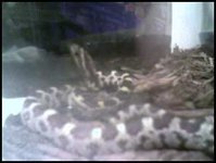My Snake 3.jpg