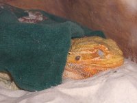 Brumating Isabel 005_800.jpg