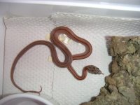 bloodred%20stripe.jpg