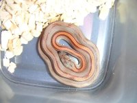 bloodred%20stripe_.jpg