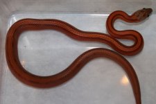 animales 032 förminskad.jpg
