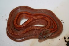 animales 035 förminskad.jpg