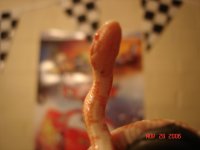 mite.jpg