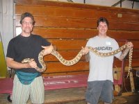 bullsnake.jpg