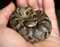 Hognose_crsm.jpg