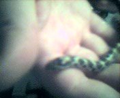 cap_001.jpg